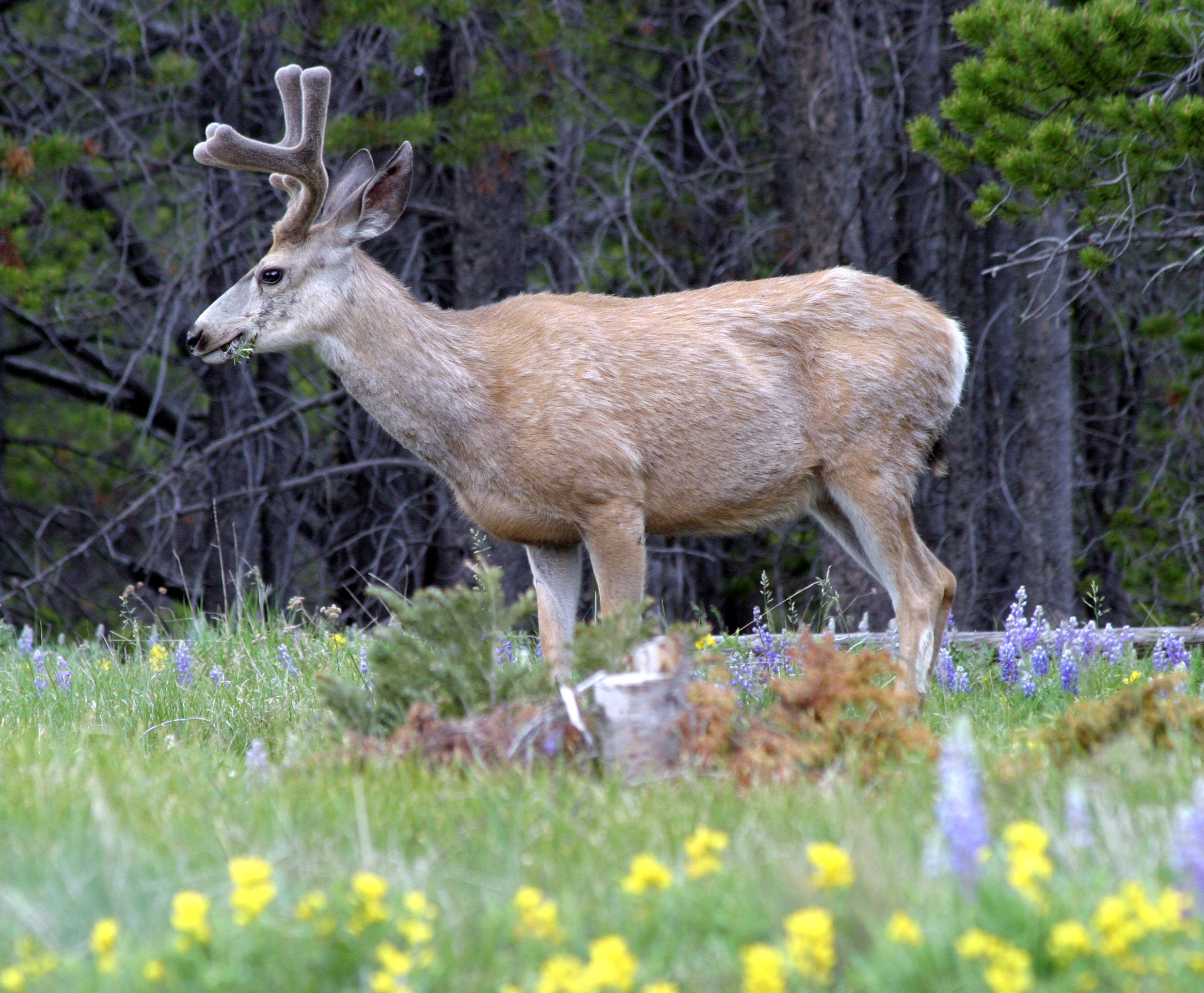 Pissed Off Deer 1