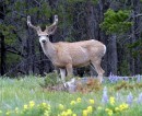 Pissed Off Deer 2