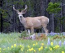 Pissed Off Deer 3