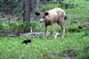 Todd the Cat Verses a Deer 10