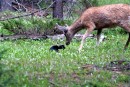 Todd the Cat Verses a Deer 12