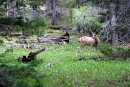 Todd the Cat Verses a Deer 2