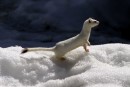 Weasel